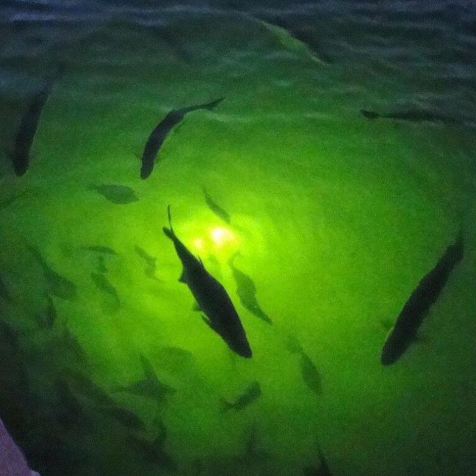 Calandis LED Green Underwater Submersible Night Fishing Light Crappie ICE Squid Boat