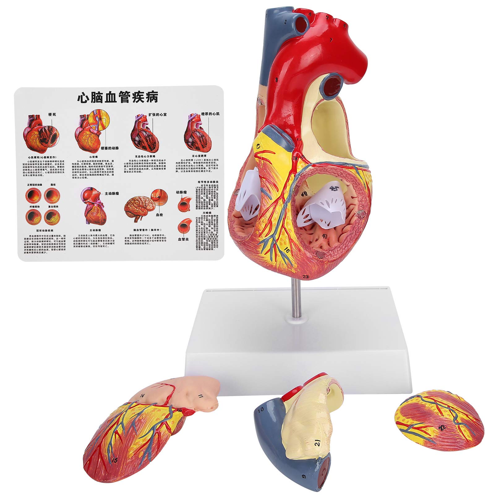 Buy Heart Model, 2X Life Size Human Heart Teaching Model Simulation