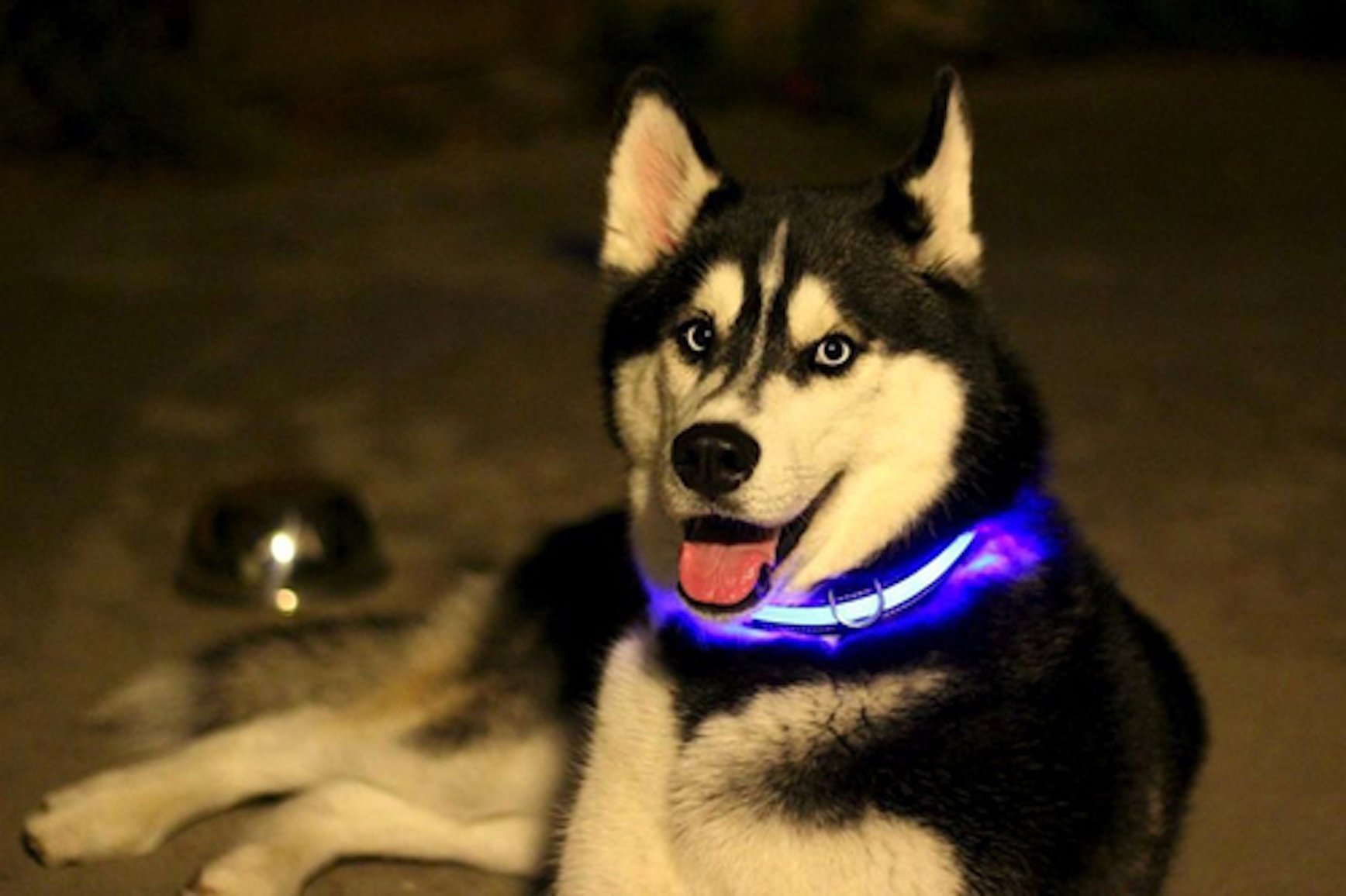 Collare Luminoso Per Cani, Collare Per Animali Domestico LED - Foto 10