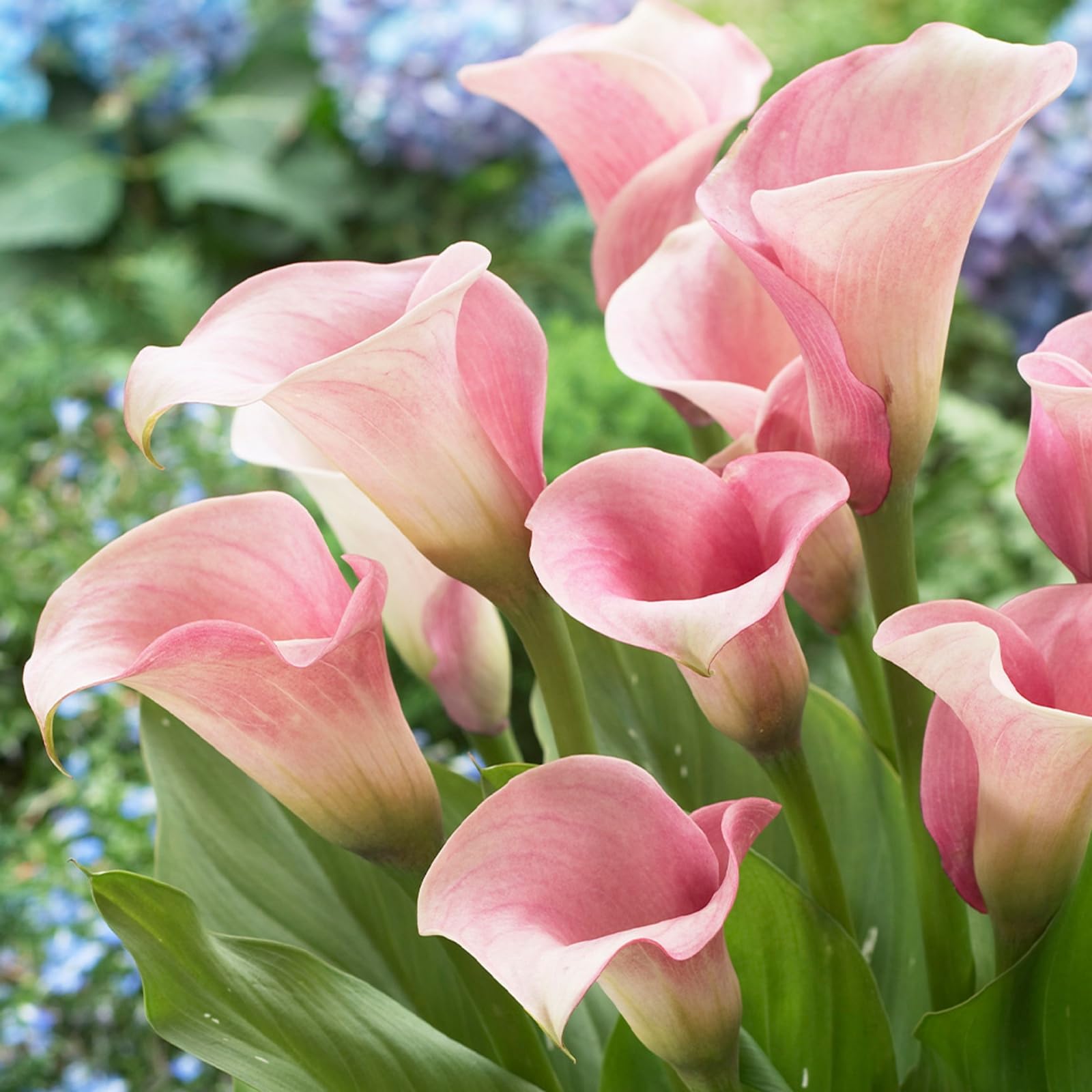 Calla Lily Bulbs.Strong Plants That Grow Well Mix Golden Jade Carving Feels Beautiful-5 Bulbs-D