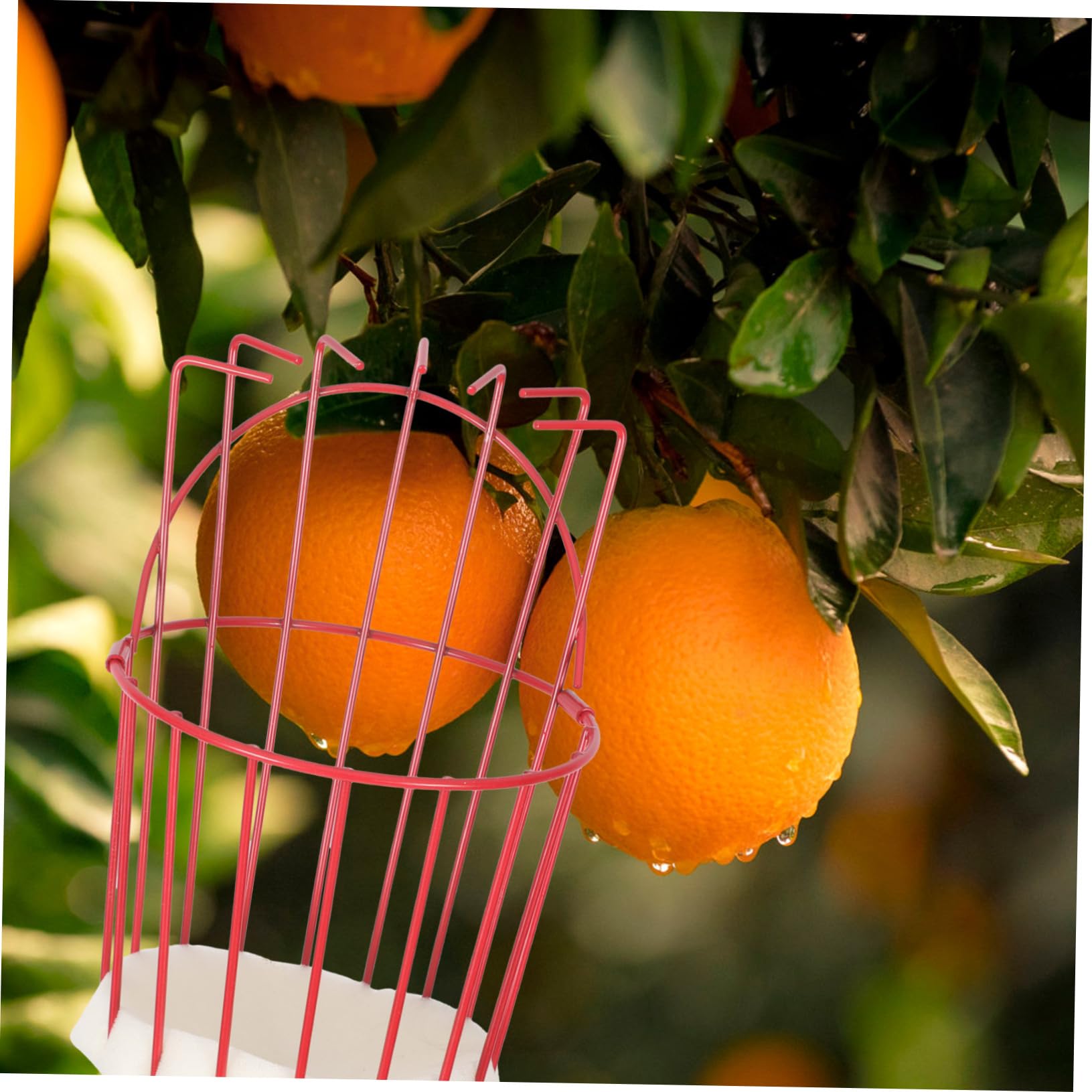 Cueilleur De Fruits Amovible Outil De Cueillette Portable Perche Acier Inoxydable Attrape-Fruits pour Verger Parc Ferme Jardin