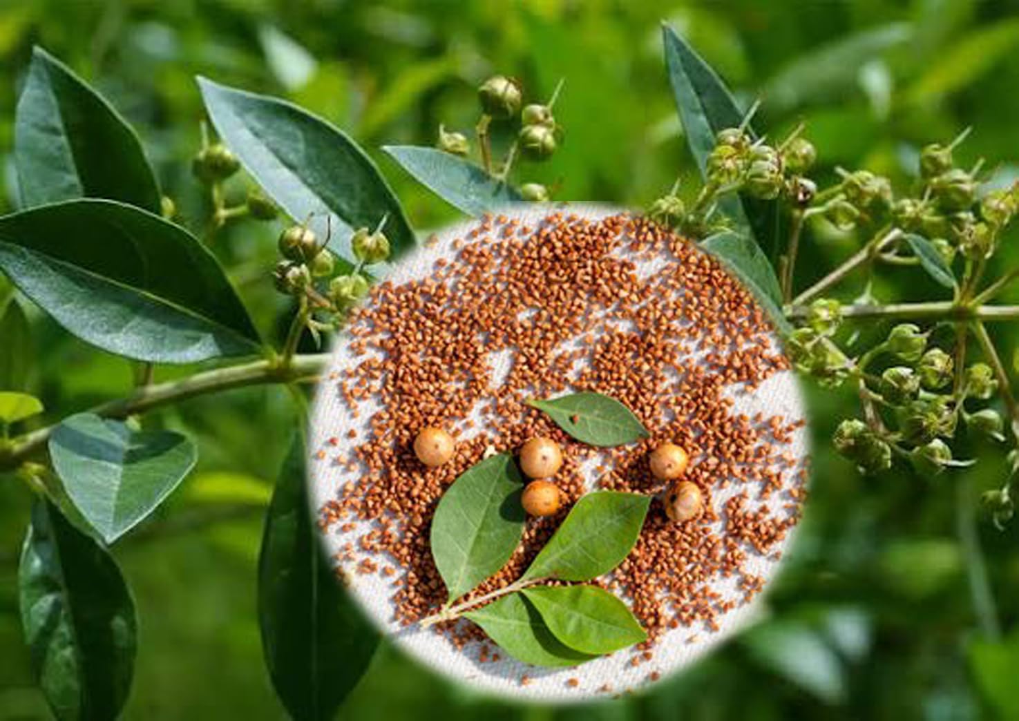 Maruthani seeds - 200 Nos Henna/Mehandi/மருதாணி விதைகள் 200 எண்ணிக்கை | Natural Plant Seeds, Mehandi/Henna Plant, Pack of 200, Garden Growing, Tamil Nadu Variety-image-46