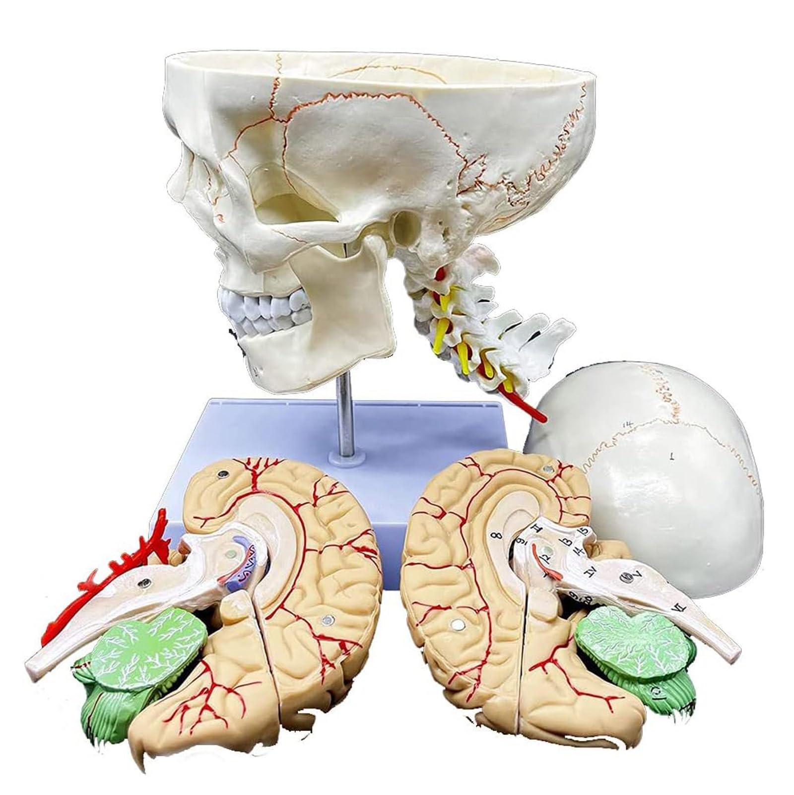 Modèle D'organe Crânien Et Modèle Anatomique De Tête De Cerveau Humain avec Sutures Numérotées