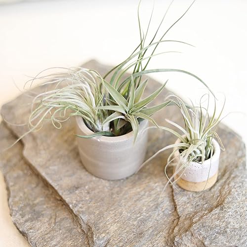 Miniatura 6 de Planta de aire con poca luz (8 unidades) Tillandsia Plantas de aire vivas Plantas de interior vivas Plantas de interior vivas Plantas suculentas