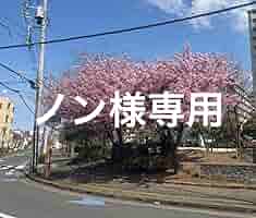 Amazon.co.jp: liio 雑誌 未成年 上村謙信 本島純政 未成年 豪華