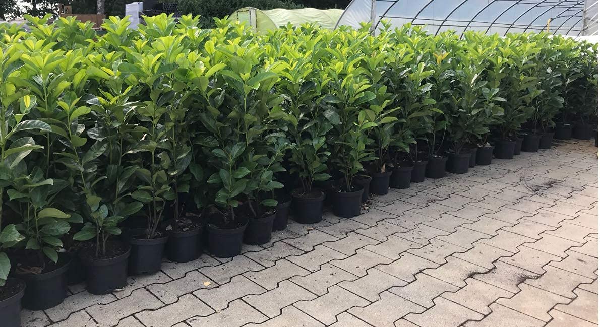 Prunus lauroc.'Novita' mrozoodporna laurowiśnia 40-60 cm w doniczce