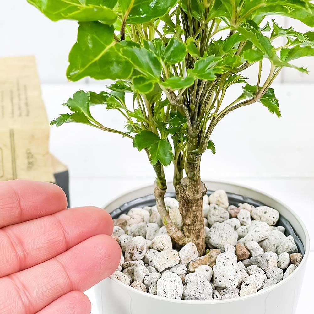 ☆ ポリシャス バタフライ♪ 10号size 122cm♪ ☆ ポリシャス