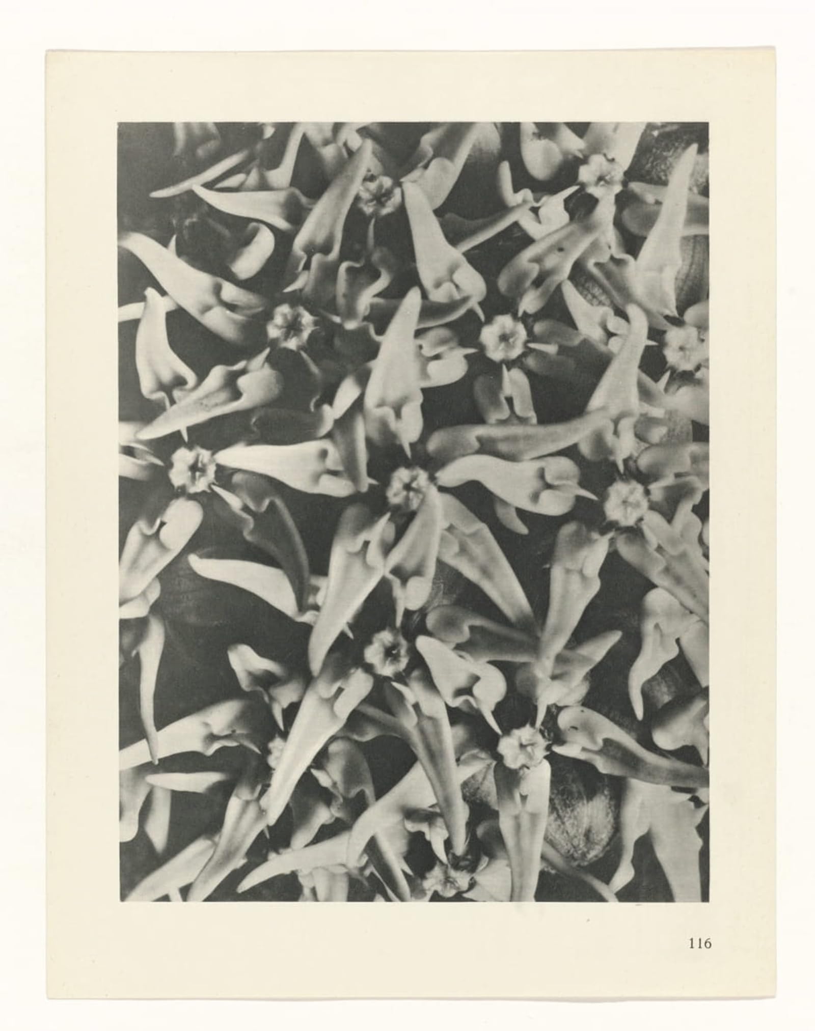 Artxlxxbn No Frame Famous Prints Artwork Pictures Poster Painting Art Botanical Picture Painting Canvas Art By Karl Blossfeldt Artwork Landscape Pictures For Home Decor 60X90cm