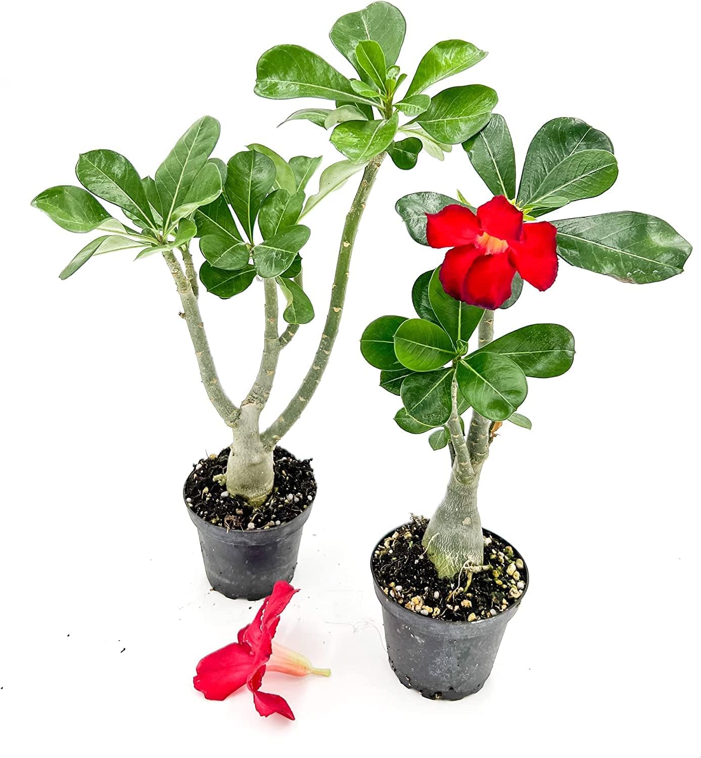 ragnaroc Live Succulents – Adenium Obesum Desert Rose 6-10” tall in 4” pot - 3ct - Color when flowering may be Pink or Red, Bonsai Caudex - Live Arrival Guaranteed - House Plants for Home Decor & Gift