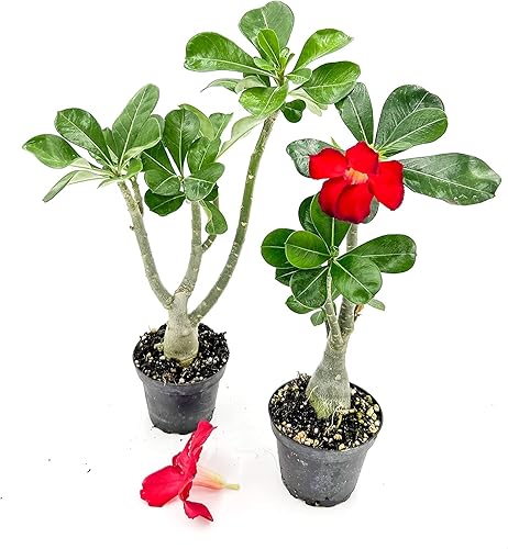 Miniatura 10 de ragnaroc Suculentas vivas  Adenium Obesum Desert Rose +6 pulgadas de alto 2 pulgadas Plug  2ct  Color cuando florece puede ser rosa o rojo, Bonsai