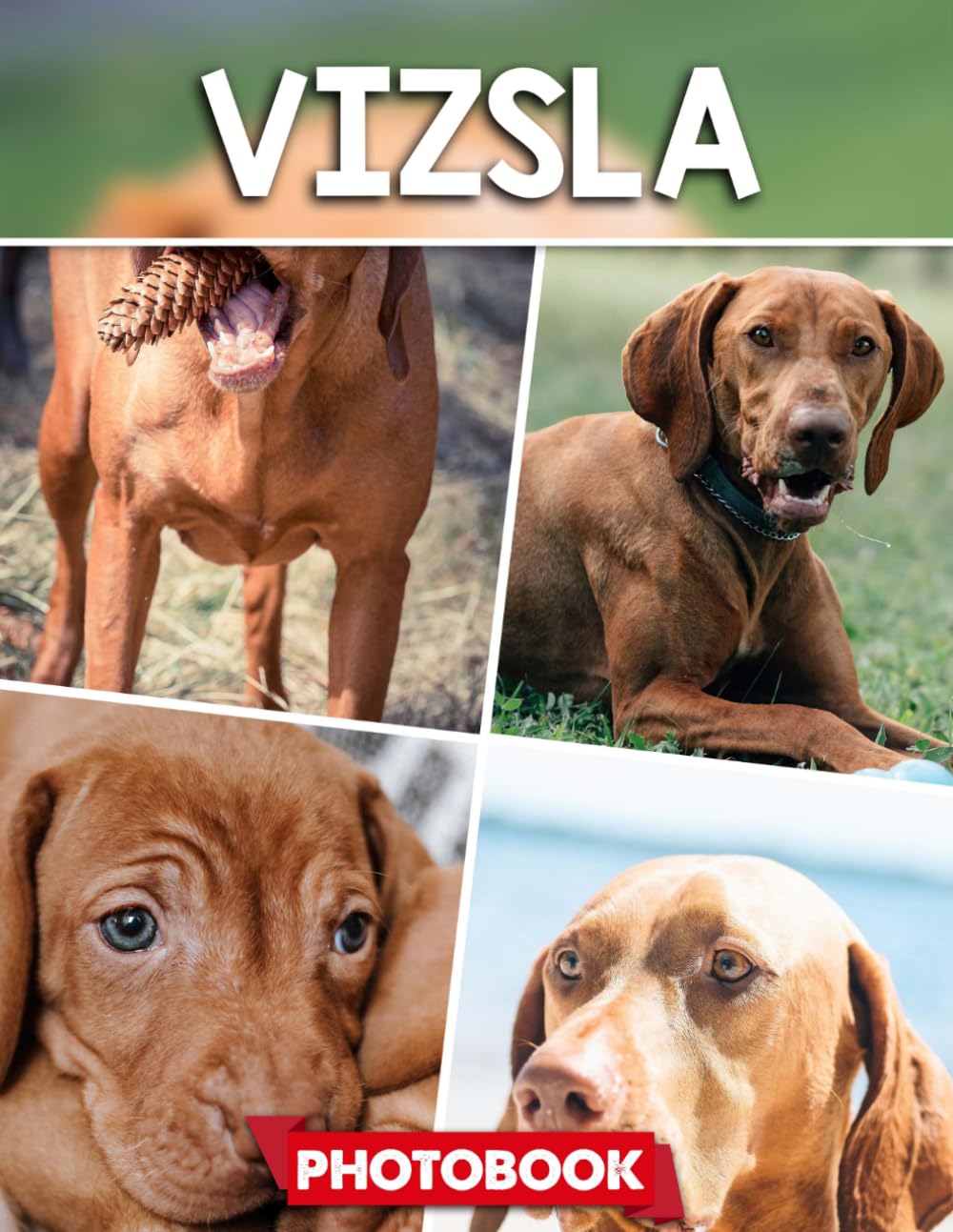 Vizsla Photo Book: Picture Collection For Adults – Warm And Loyal Dog Images Capturing Playful And Energetic Moments In Natural Settings