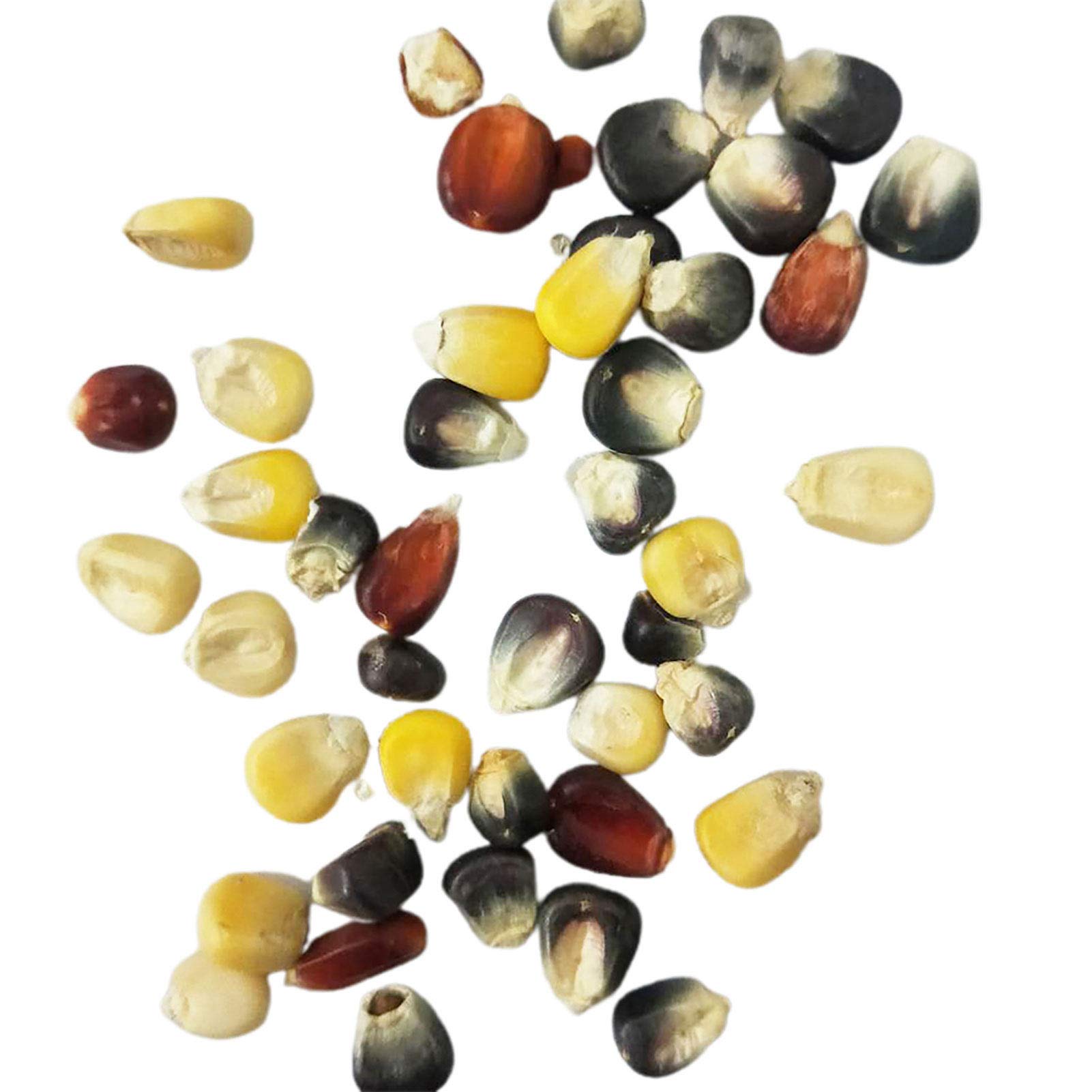 VibeX Heirloom Rainbow Corn Seeds -250 Seeds