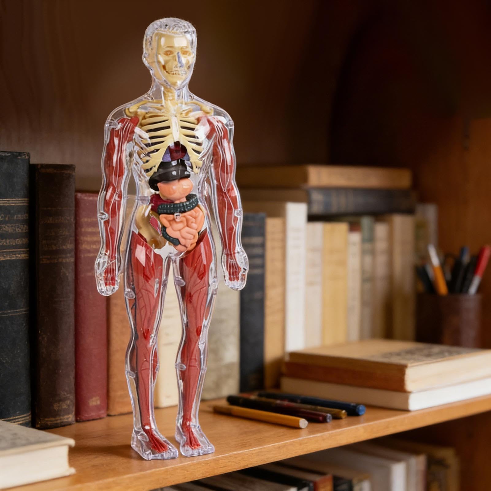 Interaktywny model anatomiczny, zabawka do nauki o ludzkim ciele, edukacyjna figurka 3D z wyjmowanymi organami, miękki model anatomiczny, pomoc edukacyjna z elementami wizualnymi, zabawka do nauki lud