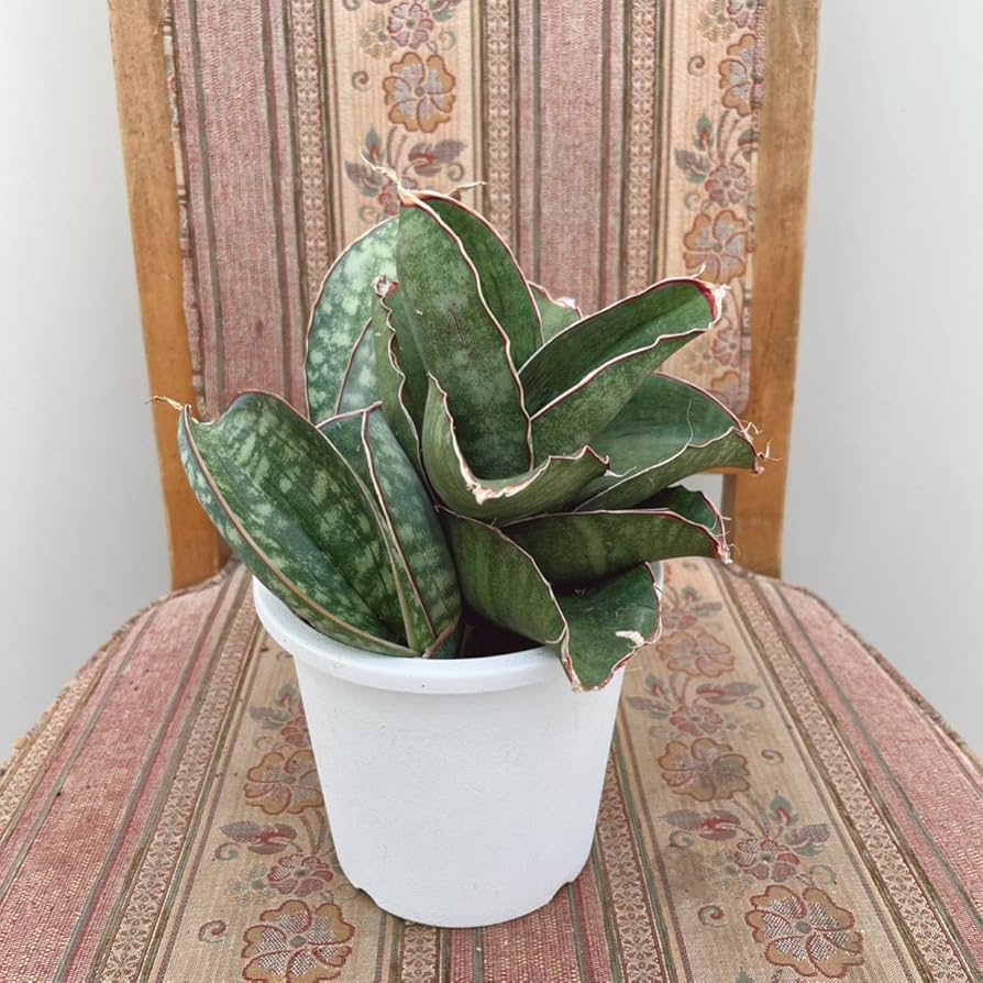 サンセベリア ドラゴンウイング　子株付き サンセベリア ドラゴンウイング 子株付き サンセベリア