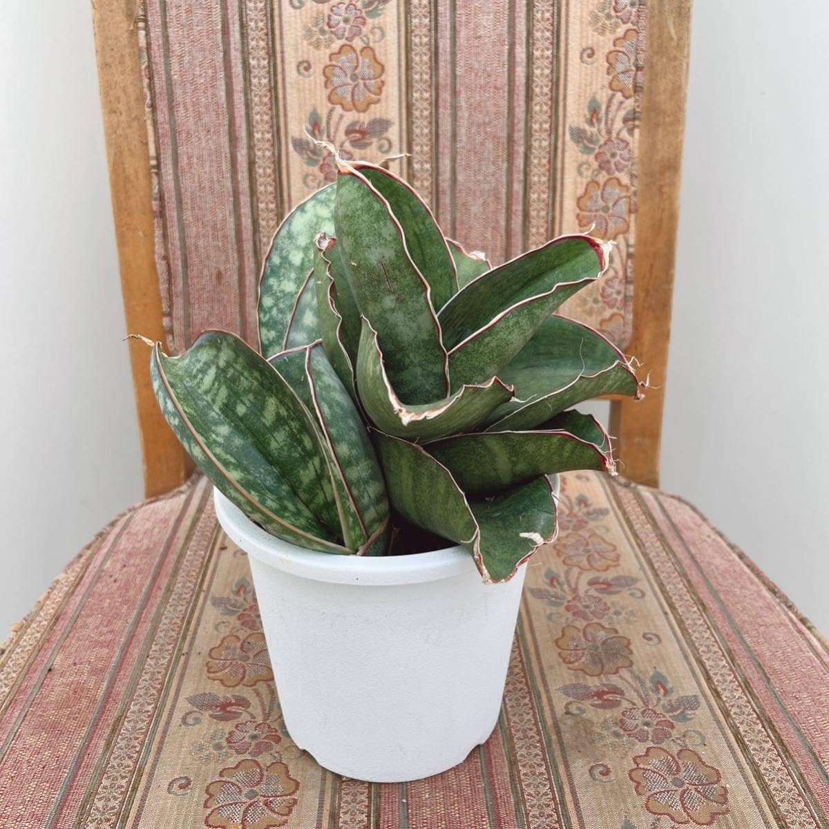 Amazon.co.jp: サンスベリア ドラゴンウイング 5号 子株付き 大型大株