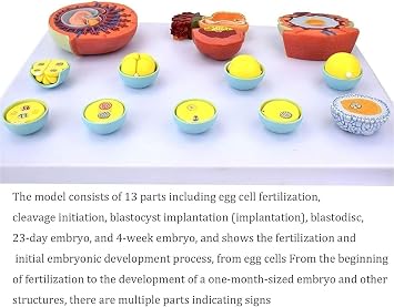 Medical Embryonic Development Model,Egg Fertilization Development Process Model ,12 Parts Anatomy Fertilization Process Model Medical Teaching Tool.