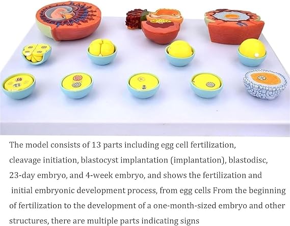 Medical Embryonic Development Model,Egg Fertilization Development Process Model ,12 Parts Anatomy Fertilization Process Model Medical Teaching Tool.