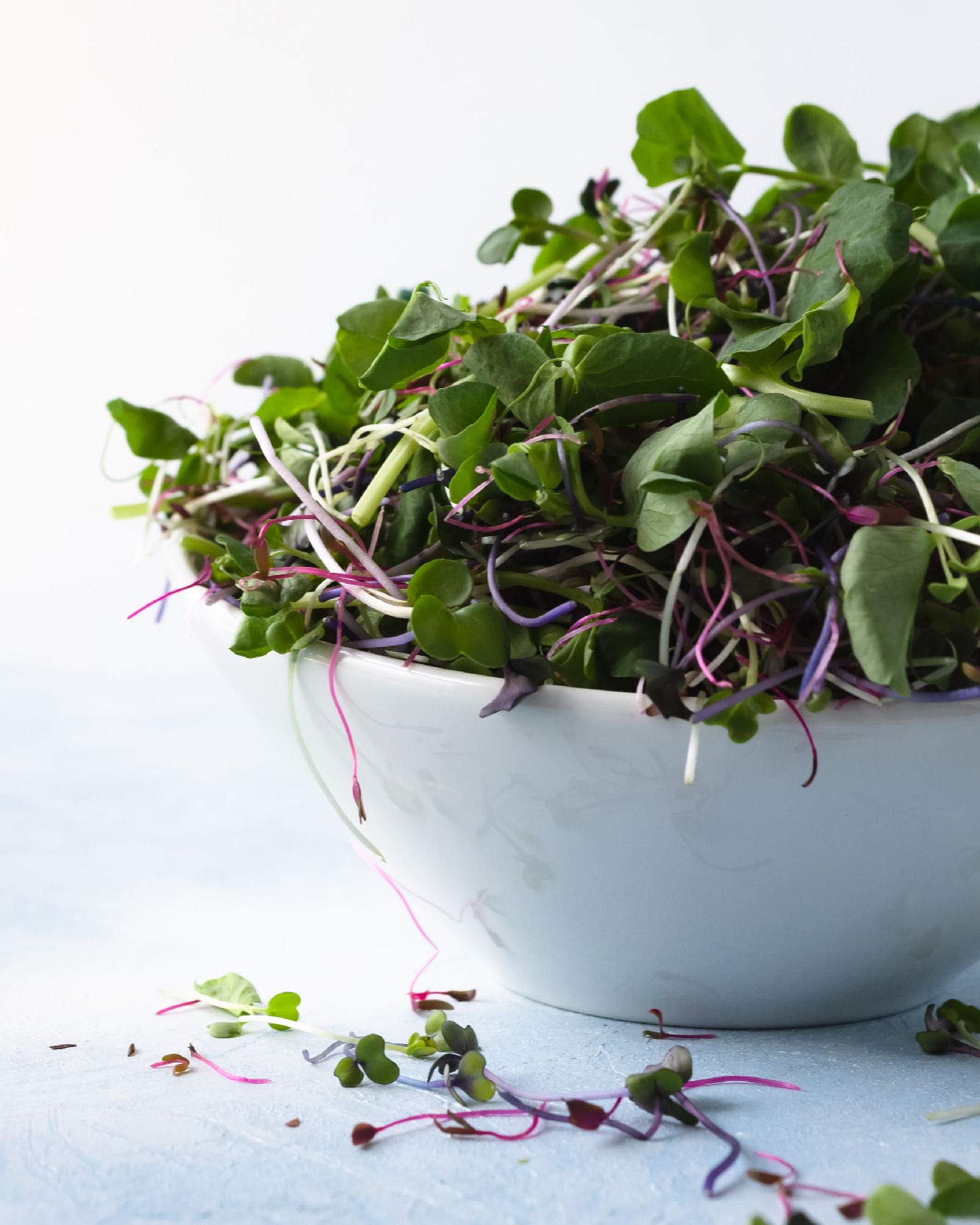 Viridis Hortus - Microgreens Mild Micro Salad Leaf Mix (3,180 (6g's) Seeds