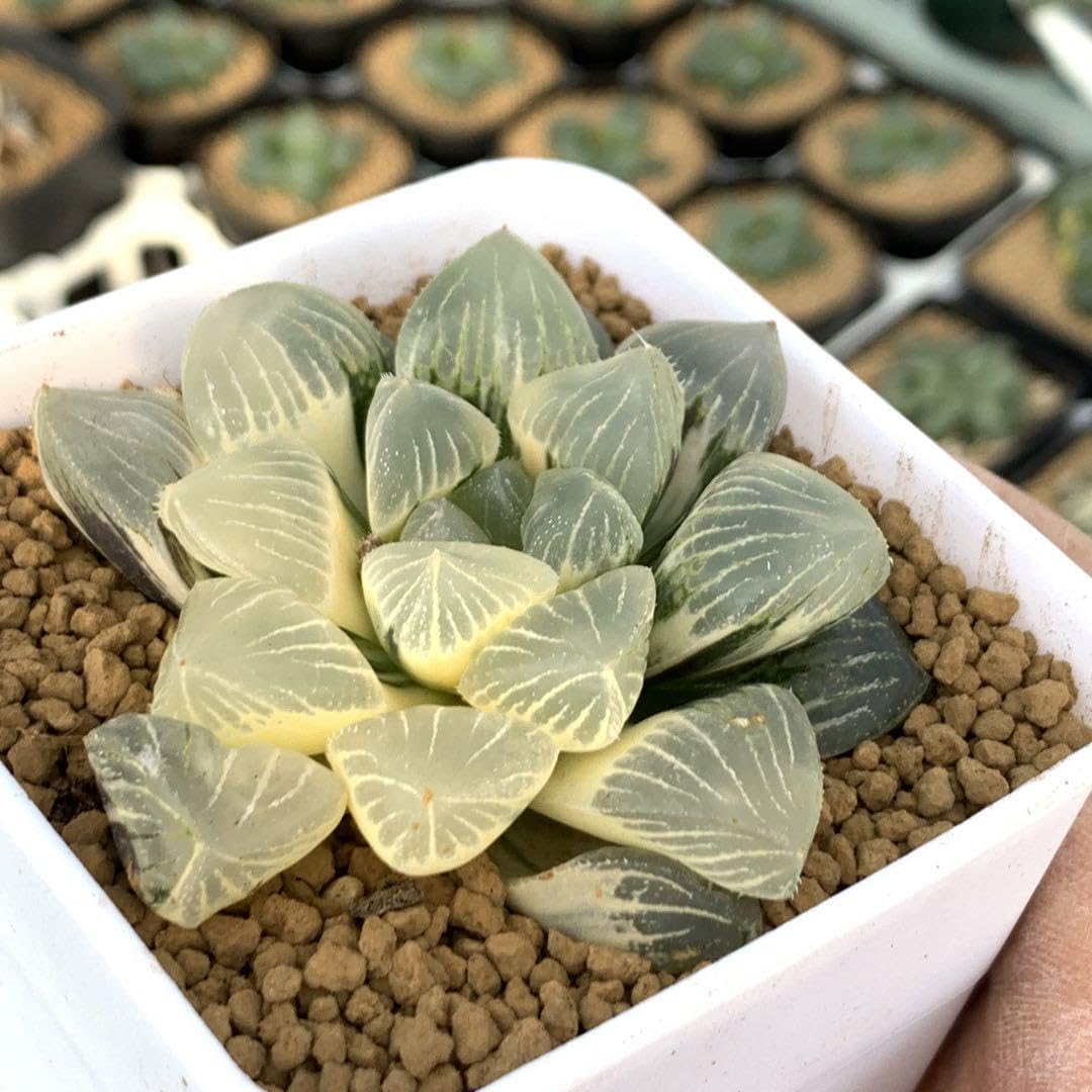 Amazon.co.jp: 多肉植物 ハオルチア ジェリーフィッシュ錦 大株
