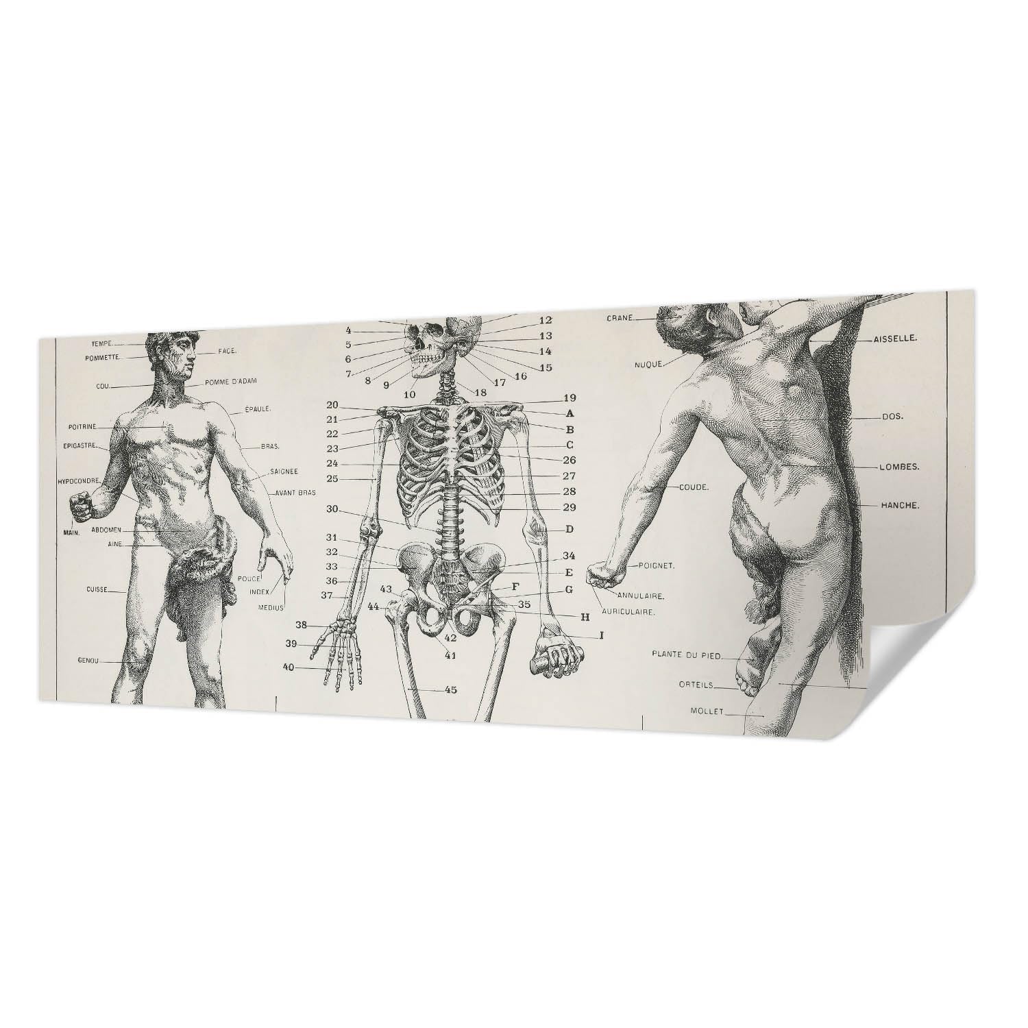 Papier peint autocollant panoramique haute qualité Tulup anatomie classique haut de gamme