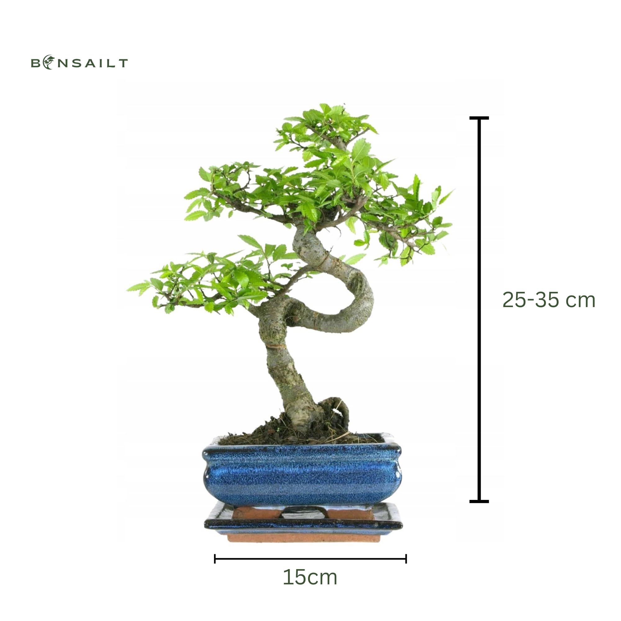 Bonsai Baum mit Keramik Blumentopf - Chinese elm - ca. 7 Jahre (15 cm Schale, ca. 7 Jahre)