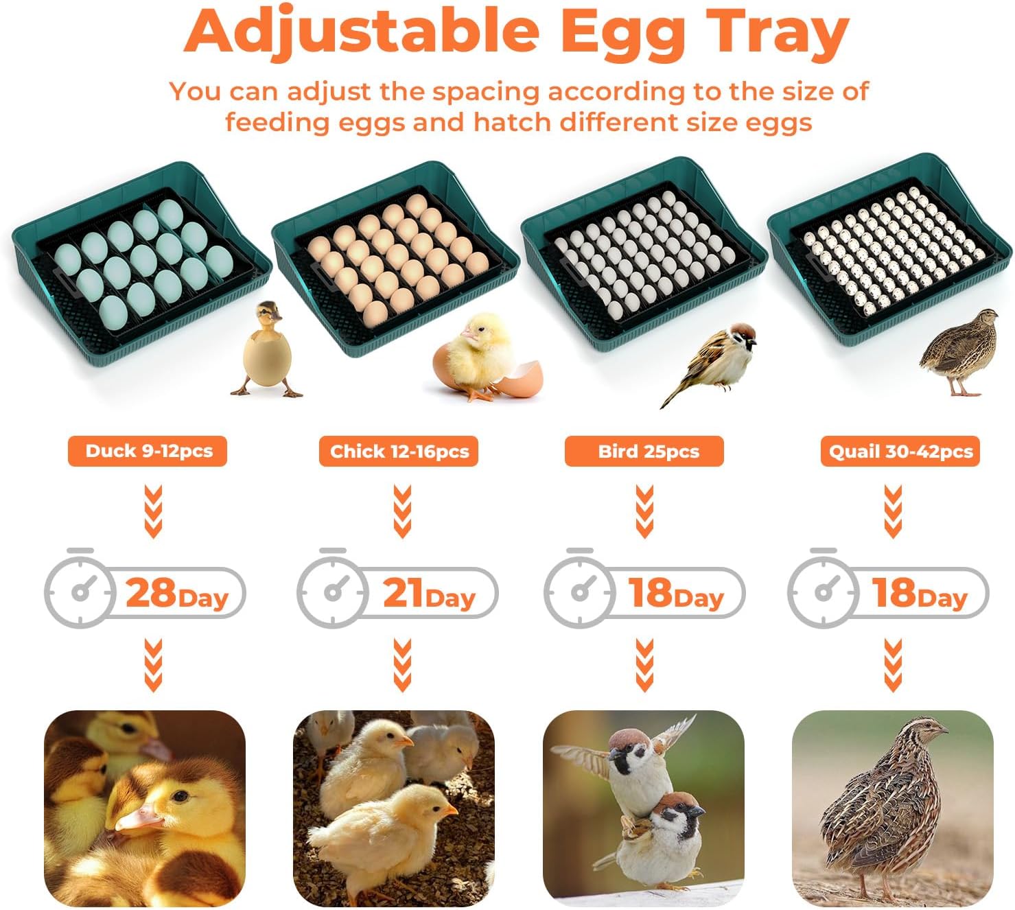Automatic Egg Incubator for Hatching Eggs: Egg Incubator with Automatic Egg Turning and Humidity Control - 25Eggs Incubators with Candler for Chicken Duck Quails Goose Pigeon Turkey