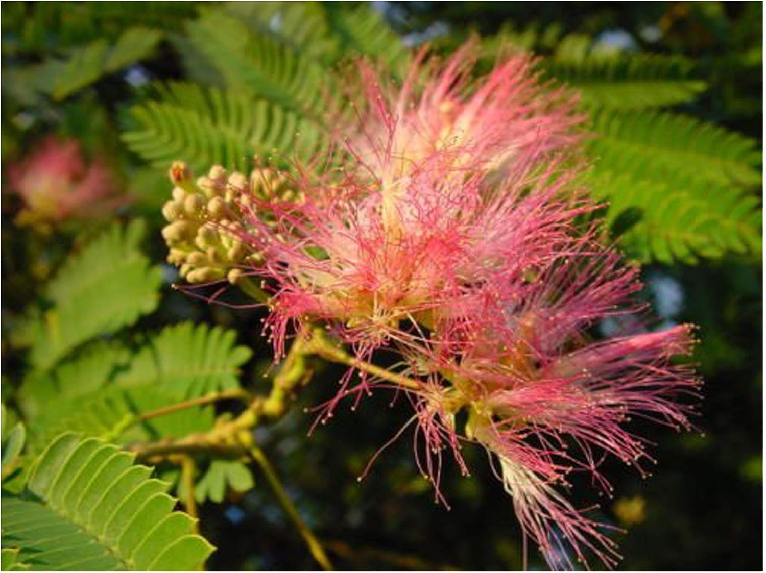 Albizia JULIBRISSIN, Silk Tree, Decorative Summer Flowering Tree with Pink Puff Fragrant Flowers, 5-10cm Tall Seedling in a 7cm Pot