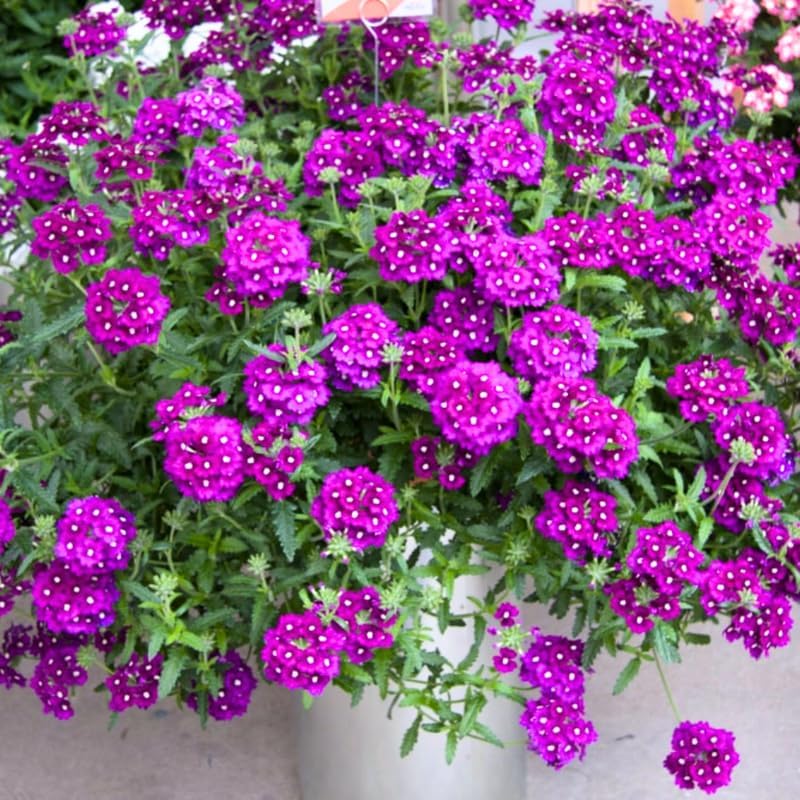 4 Purple Verbena Plants Live, 4-8” Tall, Hardy Perennial Groundcover, Long Blooming Purple Flower Plants for Outdoor Garden