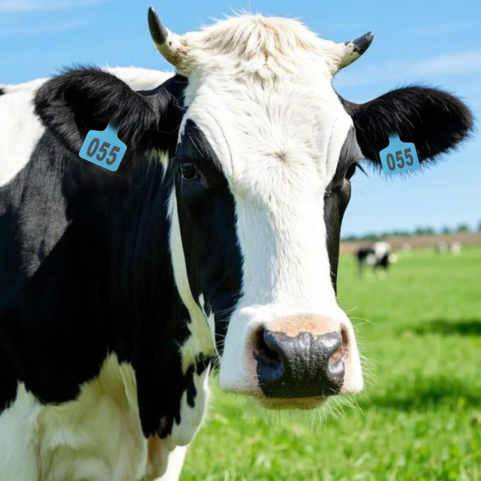Étiquettes auriculaires pour moutons – 1 lot numérotées 001 à 100, étiquettes d'identification d'animaux avec applicateur | Étiquettes de gestion du bétail pour bovins, chèvres, programmes d'élevage