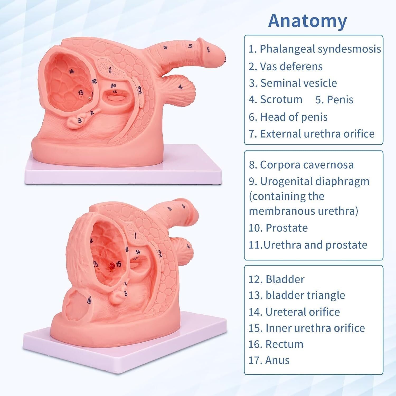Internal and External genital Catheter Anatomical Model, 2 Male and Female Catheterization Models, Suitable for Nursing Practice Medical Clinical Practice Training