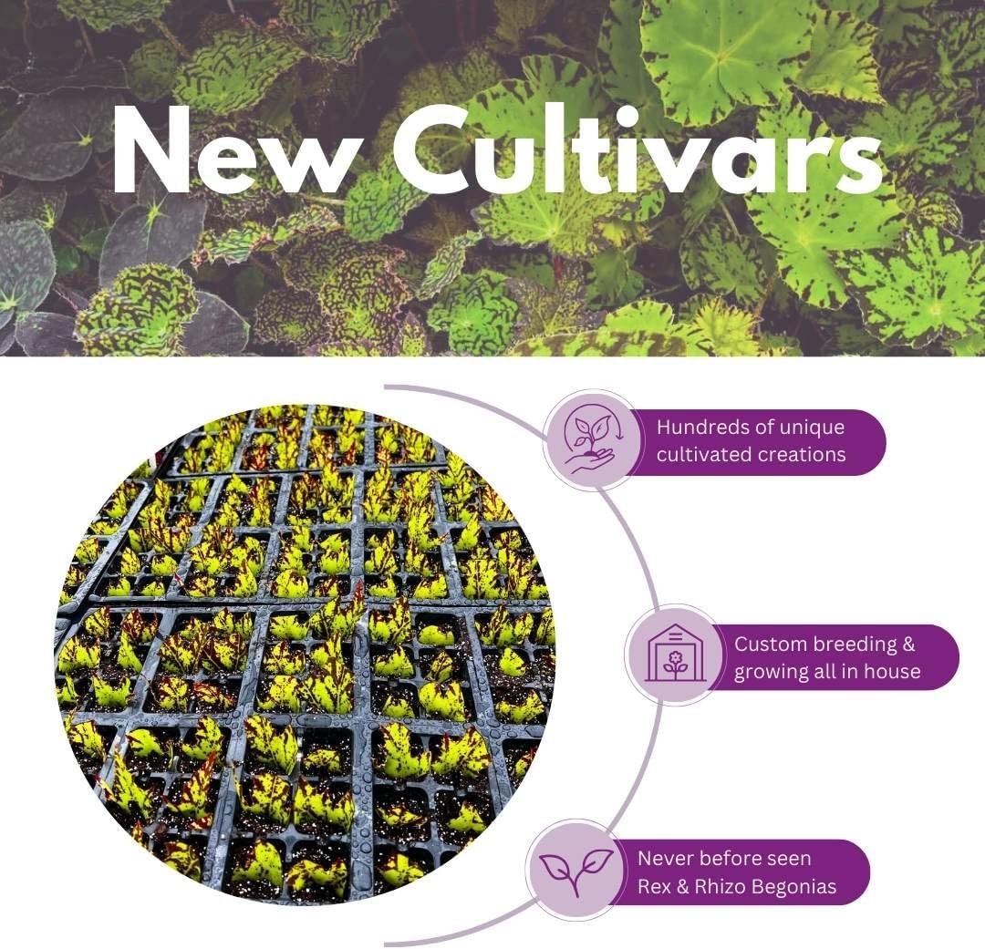 Harmony Foliage Begonia Kit Kat 4 inch Rhizomatous Red with Yellow Spots