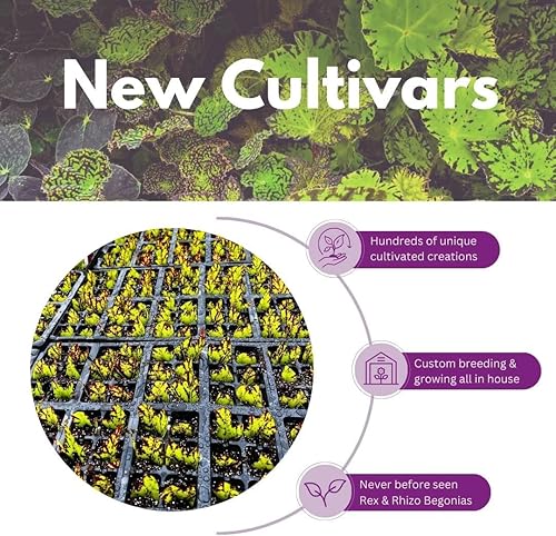 Miniatura 6 de BubbleBlooms Harmony's Begonia Rex surtido, colores cálidos de verano en una maceta de 4 pulgadas, juego de 5