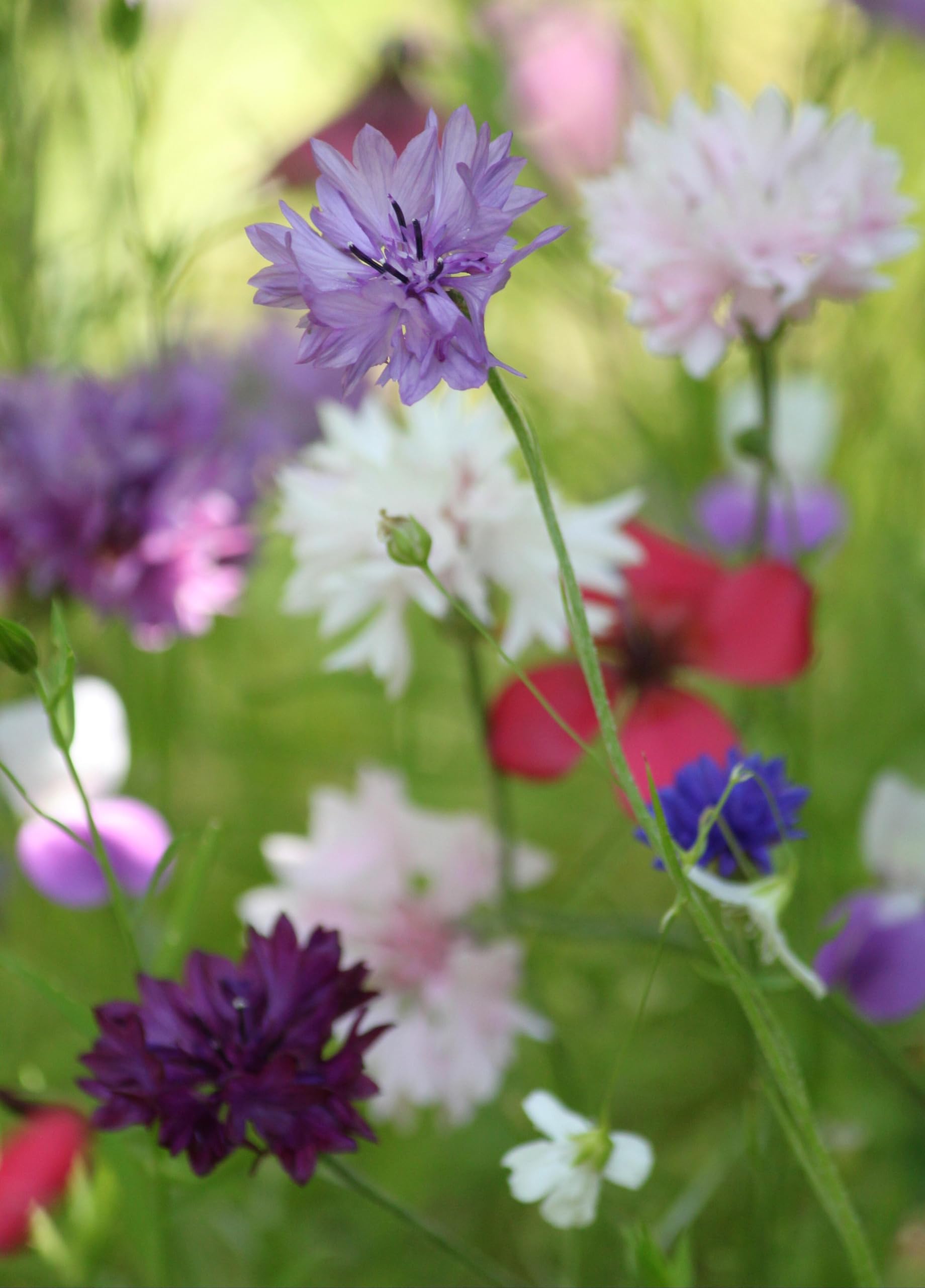 Kornblumen Mix (Centaurea cyanus) ´mehrfarbig´. Heilpflanze, essbar (20000 Samen = 78,0g)