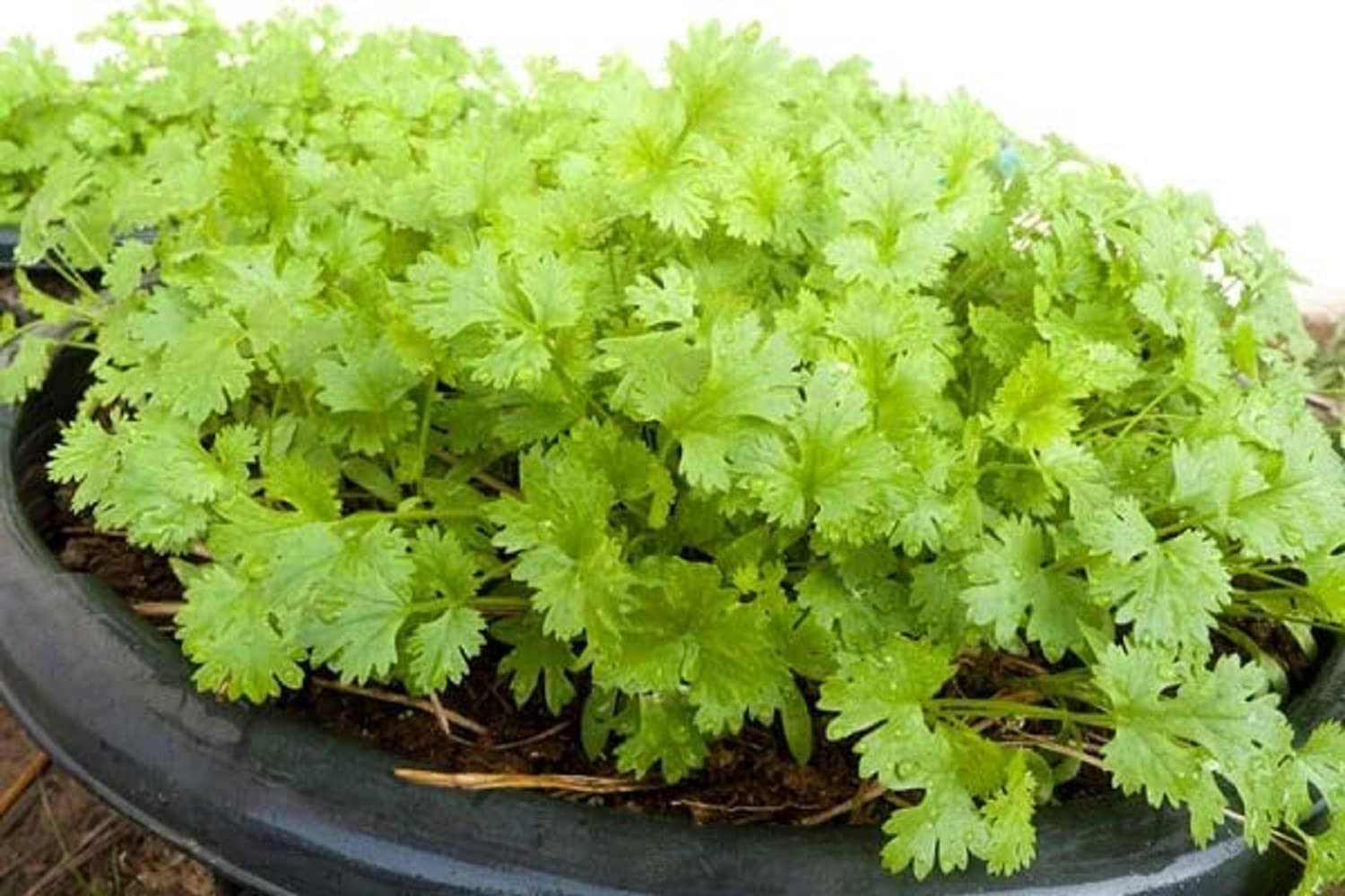 See full amazon price history chart for India gardening Coriander Seeds Desi Dhaniya Pack of 1 India gardening Coriander Seeds Desi Dhaniya Pack of 1 (B0BR3JJL31) Amazon Price History, Amazon Price Tracker