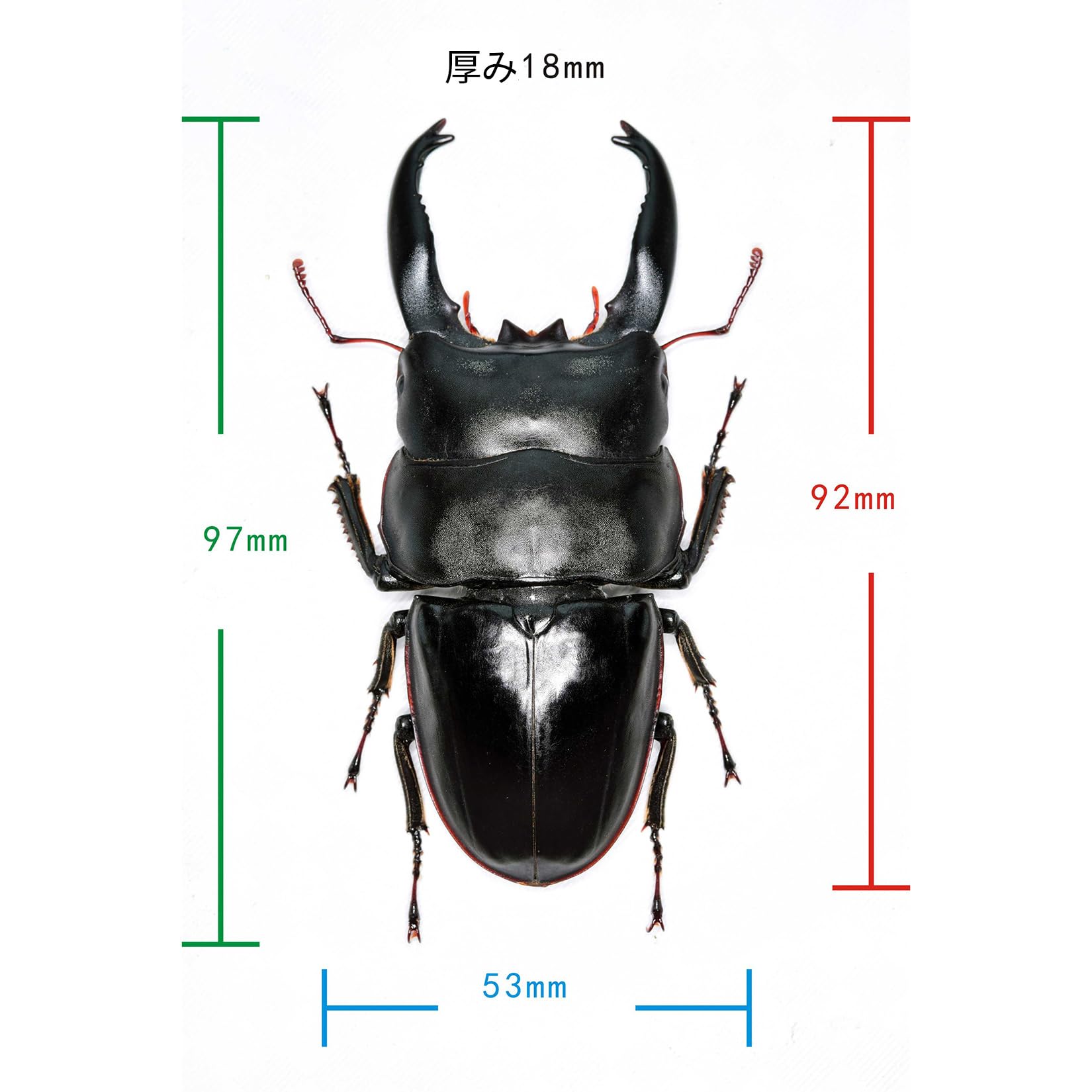 Amazon.com: WLNTDOLA Dorcus Alcides Model Fridge Magnet Insect
