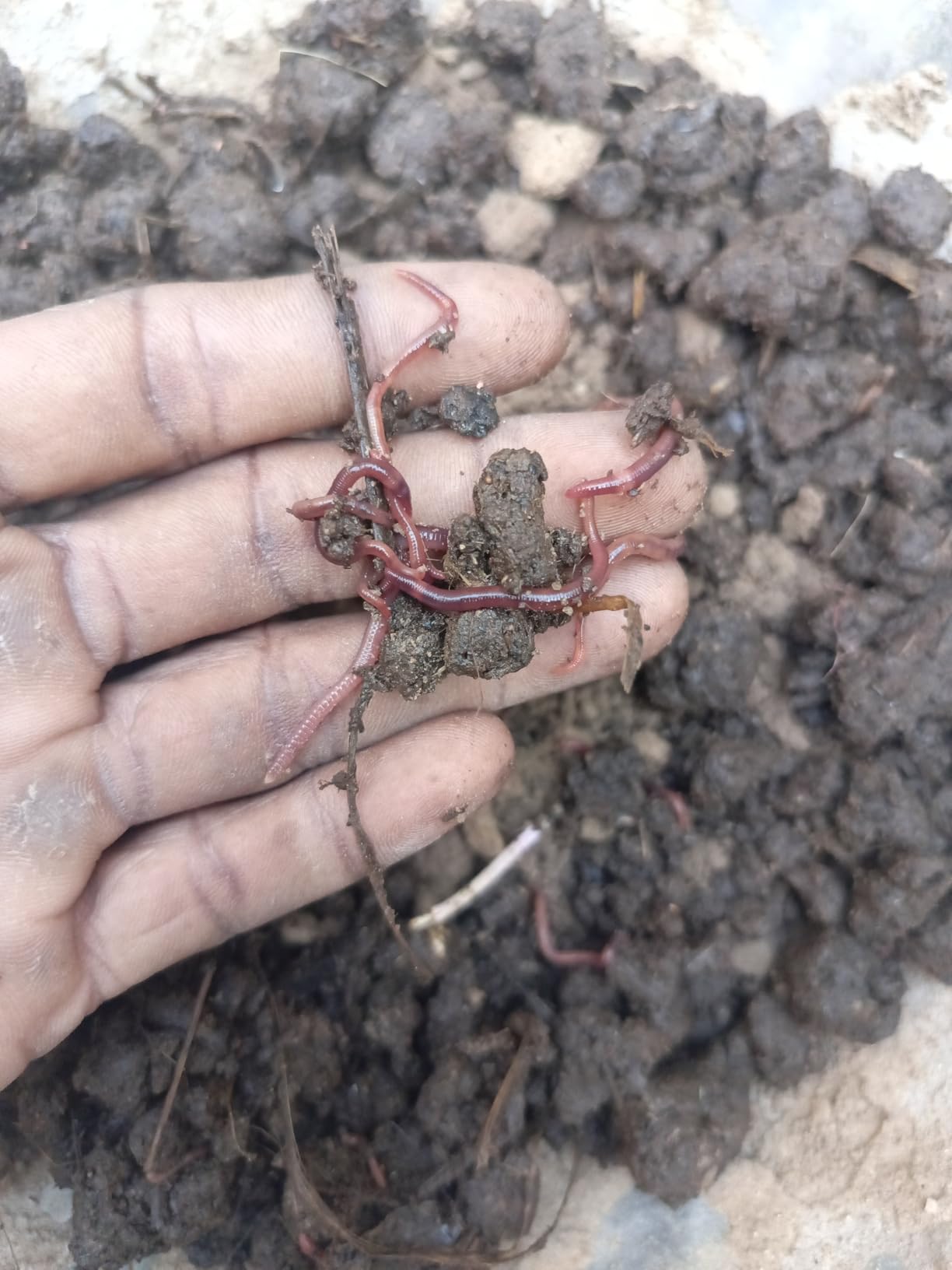 Kechwa Insect Earthworms Live for vermi Compost(250pcs) kechua Eisenia Fetida ...