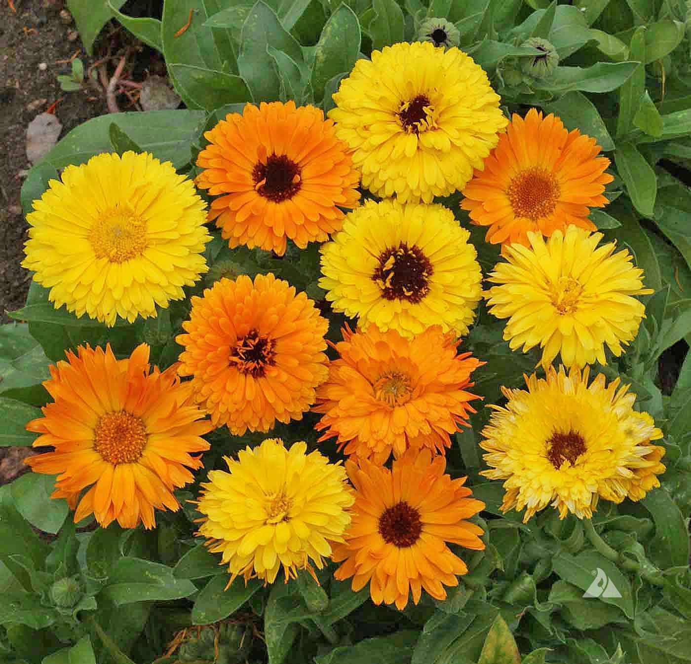 10 g Calendula Pacific Beauty Orange Seeds Flower - Calendula officinalis - Pacific Beauty Mix - Pot Marigold
