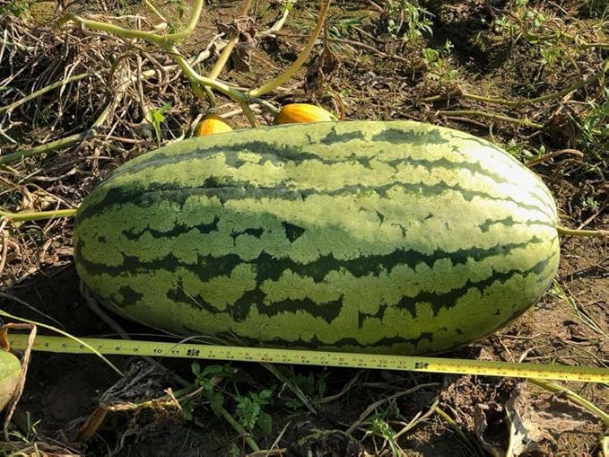 Fertilizante Farmer's Secret Fruit & Bloom Booster (8 oz) - Concentrado miniatura 2