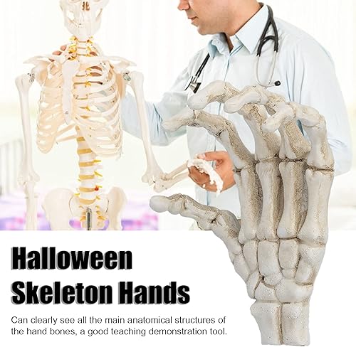 Miniatura 3 de Yosoo Manos de esqueleto de Halloween, adornos de hueso de mano ligeros de alta dureza, proporcionando a los estudiantes de medicina con estructura