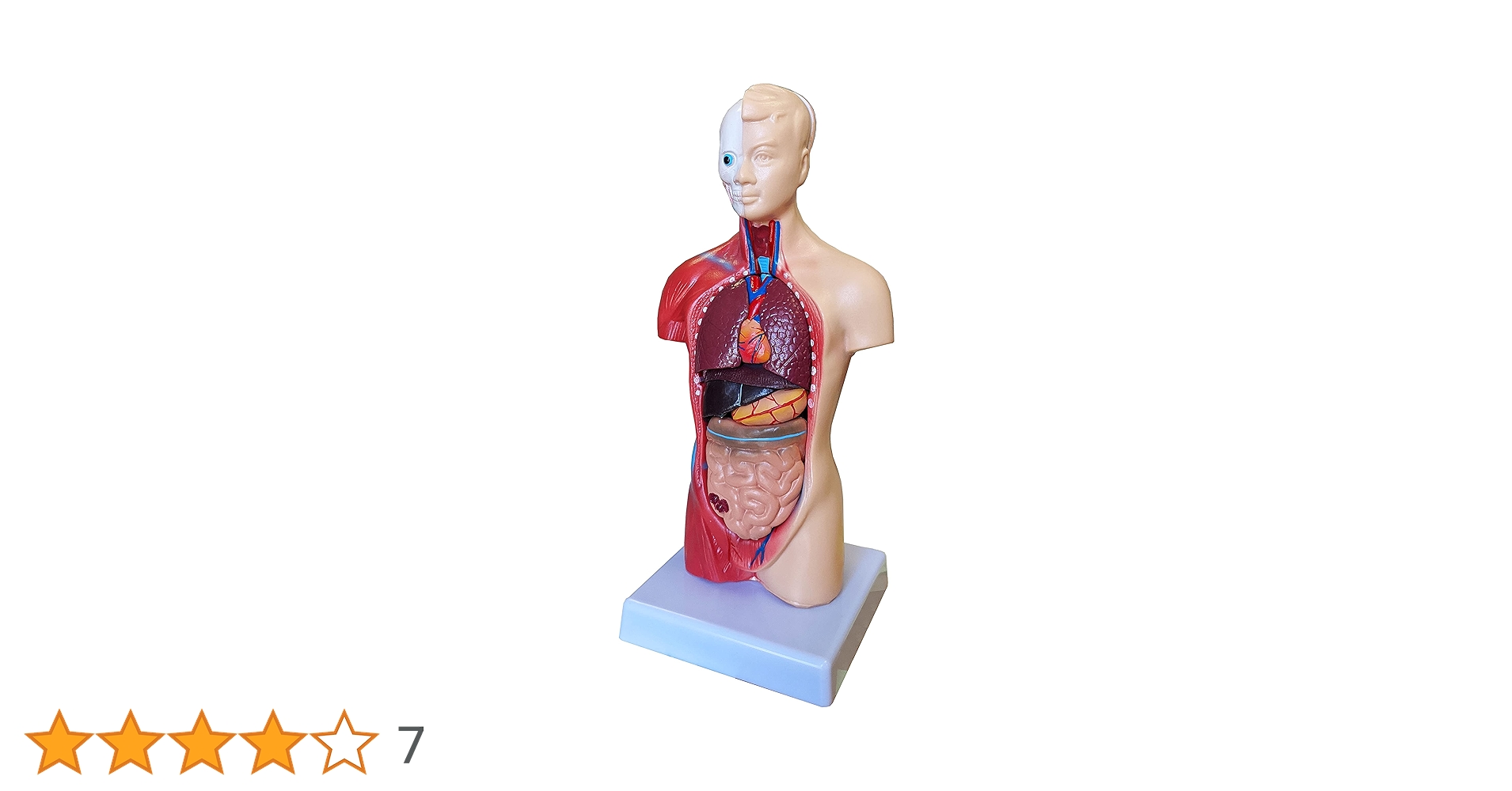 2135番 大型 木製 人体模型 標本 臓器 ディスプレイ 大型 木製 人体模型 標本 臓器 パズル ディスプレイ 漢方 レトロ