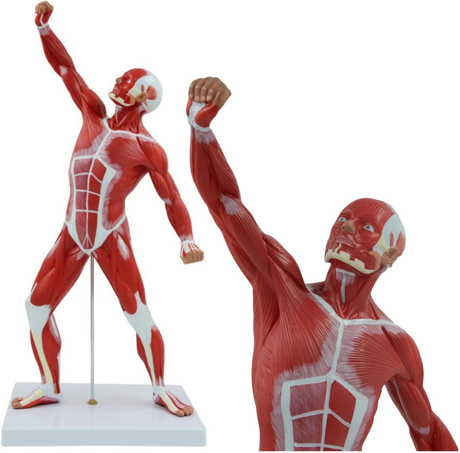 Miniature Muscular System Model - Human Muscle Model - 20" Human Muscles Anatomy Model Displaying Superficial Muscle Anatomy And Structure Of The Body