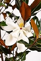 Vista 4 de Southern Magnolia Sympathy Gift Tree by The Magnolia Company - Get Beautiful and Fragrant Flowers on Lush in Memory Magnolia Tree Gift - Can Not