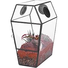 NCYP Gothic Glass Enclosure for Jumping Spider, Snails, Insects - Front Opening Door Geometric Terrarium with Vent Holes, Indoor Tabletop Coffin Shape Decor, Black Terrarium Only