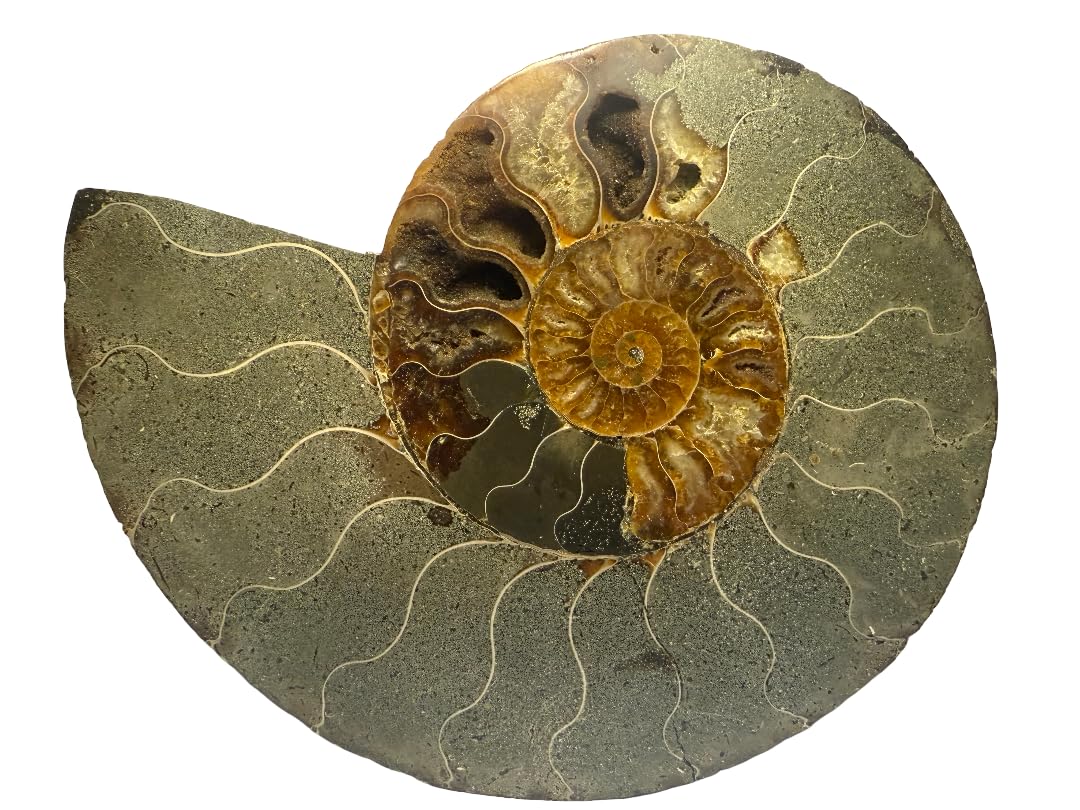 Genuine Massive 7" Ammonite Fossil Pair – Split & Polished from Madagascar AMB3