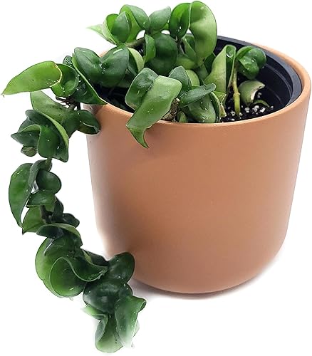 Miniatura 2 de Hoya Hindu Rope Planta de interior viva de 4 pulgadas en maceta o Hoya Carnosa Compacta Easycare Plant | Purificador de aire natural | Cultivado en