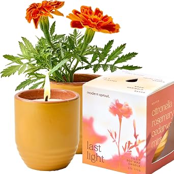 Modern Sprout - 2-in-1 Soy Candle & Planter - Last Light Bug-Repelling Citronella, Rosemary, Cedarwood, Mint 6 Oz Scented Candle with Marigold Seeds - Dual Purpose Jar - 38-40 Hour Burn