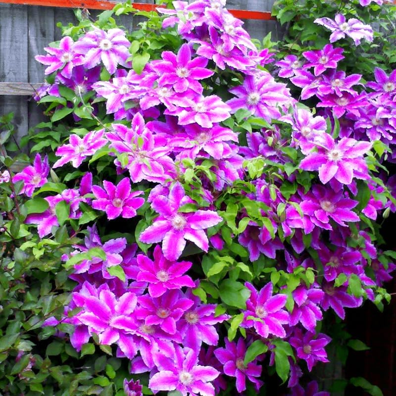 Clematis Vine Plants Live in Pot, 8 Months Old Seedlings Climbing Flowering, Outdoor Trellis Fences, Cold Hardy (Pink Clematis)