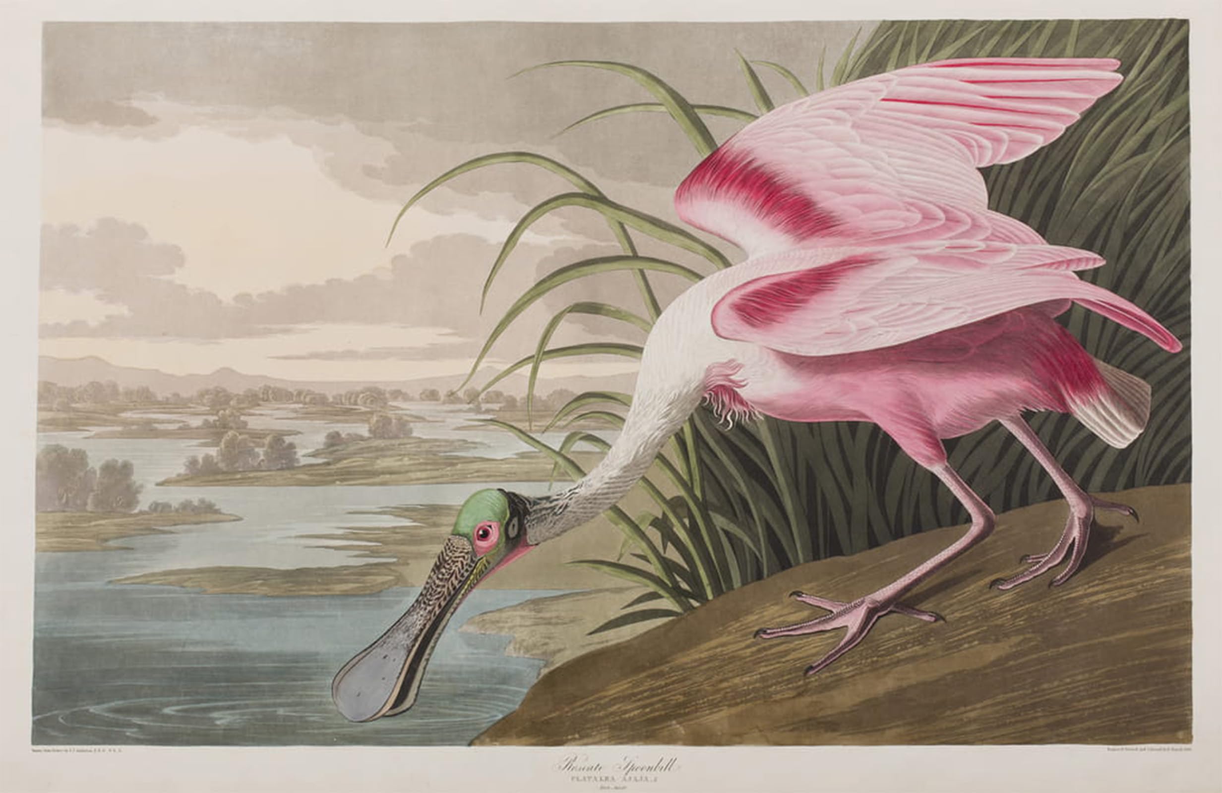 ARTXLXXBN Famous Painting Art Wall Decor Abstract Art Picture Illustration From birds of America by John Jamess Audubon Animal Pictures for Home Decor 60x90cm