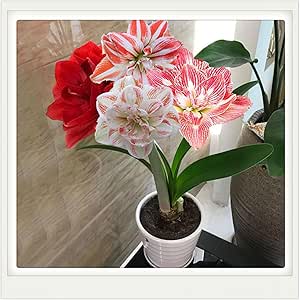 Amaryllis zwiebell, winterharte mehrjährige Pflanze