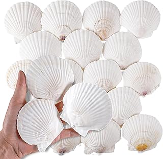 30 PCS 3 Inch Natural White Scallop Shells Sea Shells for DIY Craft Home Décor